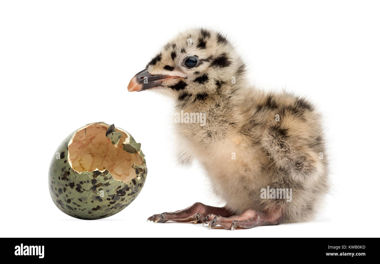 Baby seagull Cut Out Stock Images & Pictures - Alamy