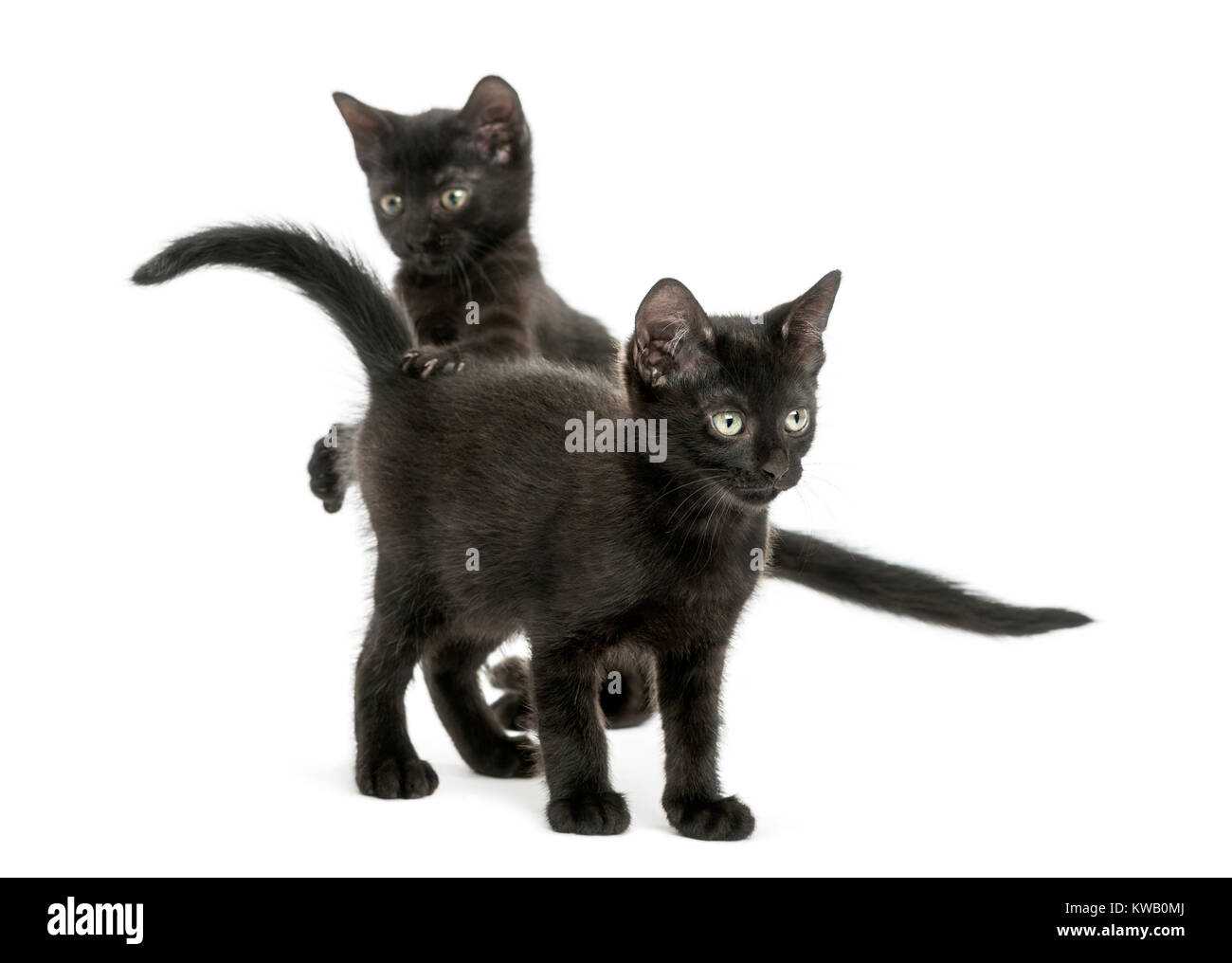 Two Black kittens playing 2 months old isolated on white Stock