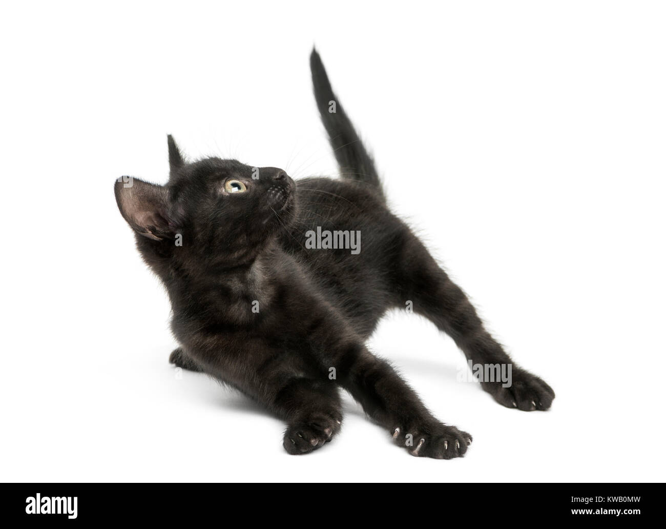 Black kitten playing in funny position, looking up, 2 months old