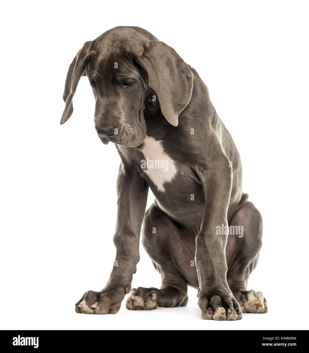 Great Dane sitting, looking down, isolated on white Stock Photo