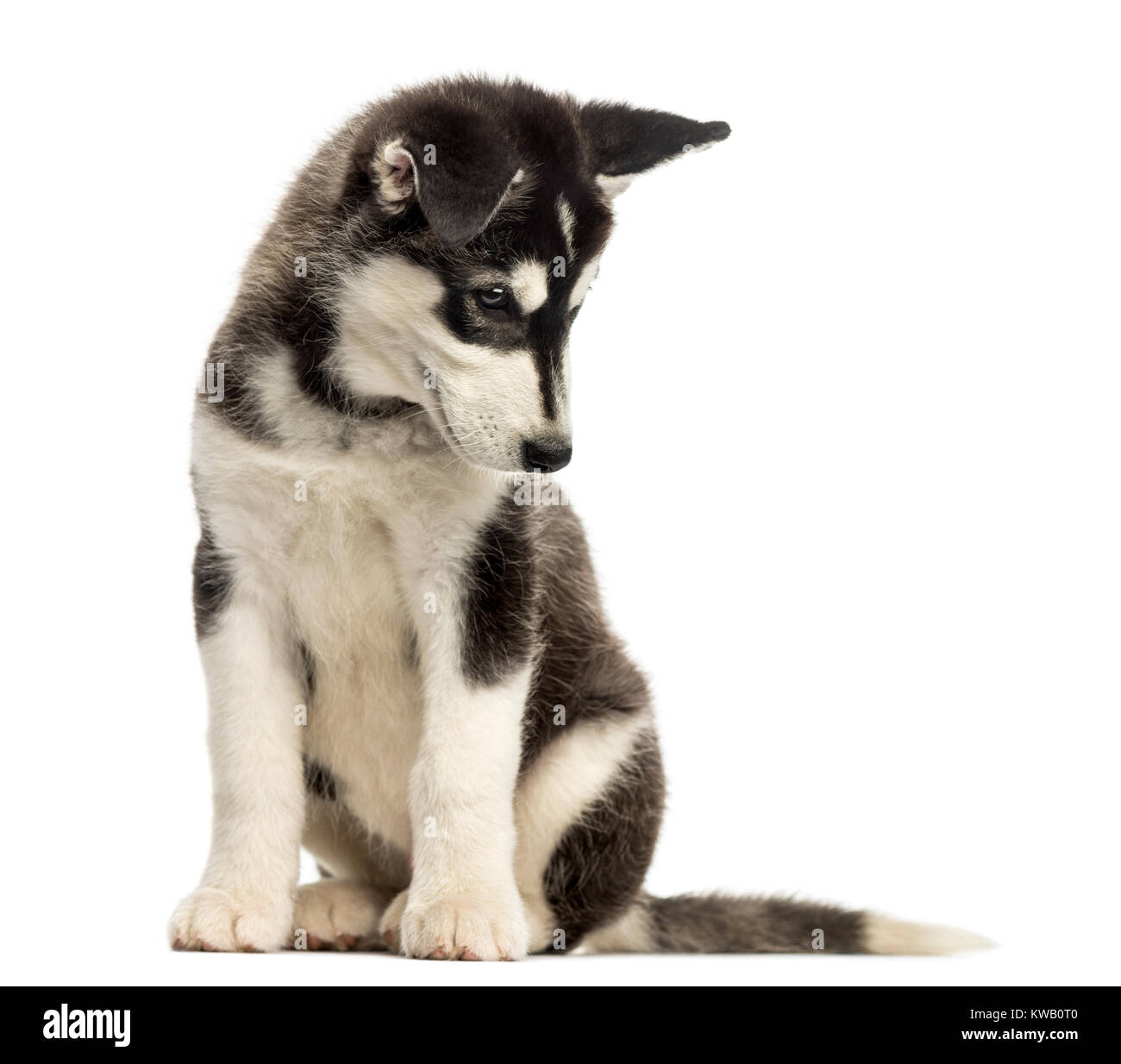 Husky malamute puppy, sitting, looking down, isolated on white Stock