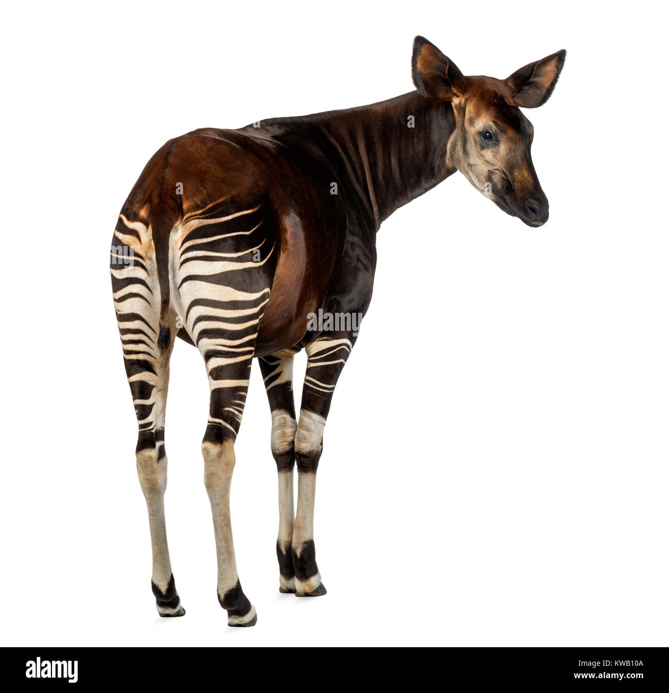 Rear view of an Okapi, looking away, Okapia johnstoni, isolated on ...