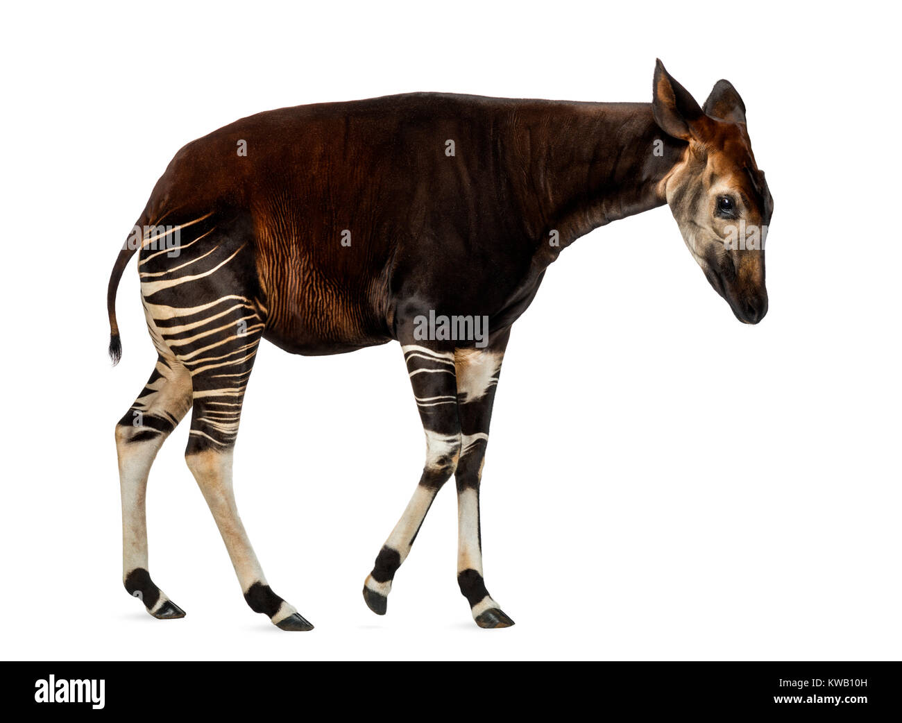 Okapi Wild Stock Photos & Okapi Wild Stock Images Alamy