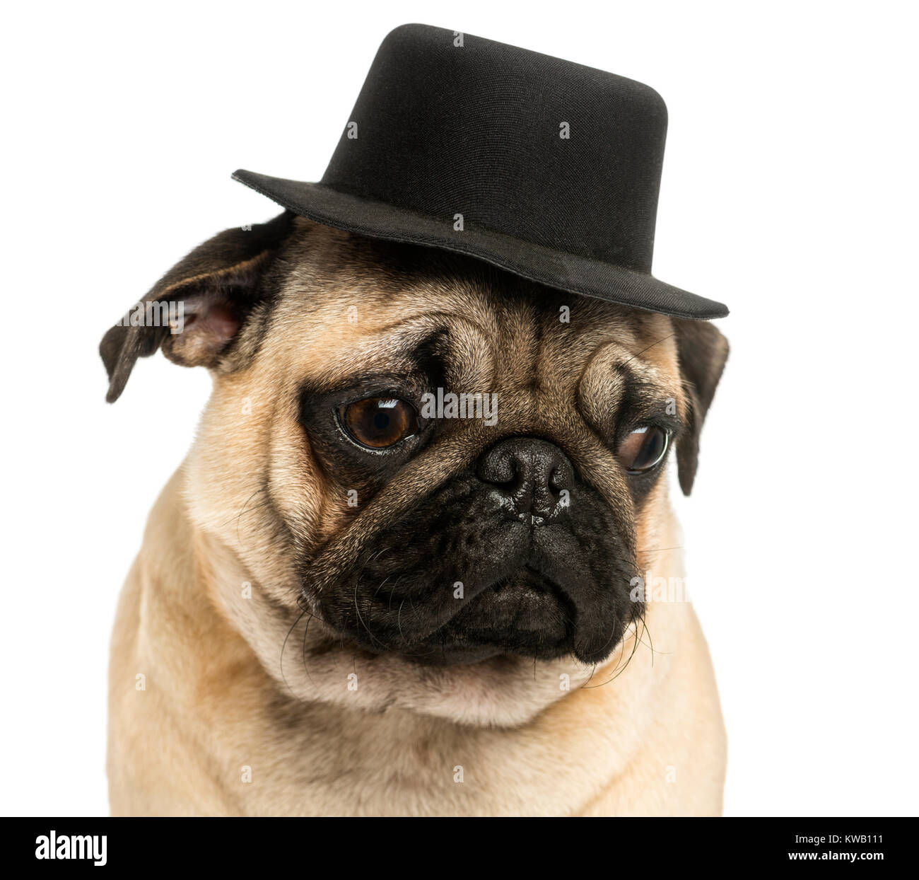 Pug with top top hat