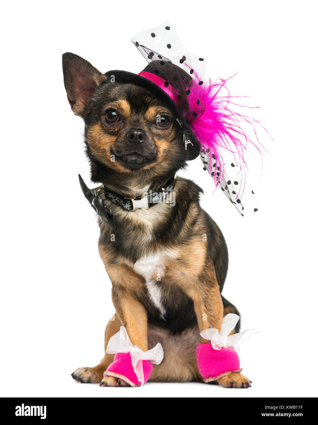 chihuahua with hat