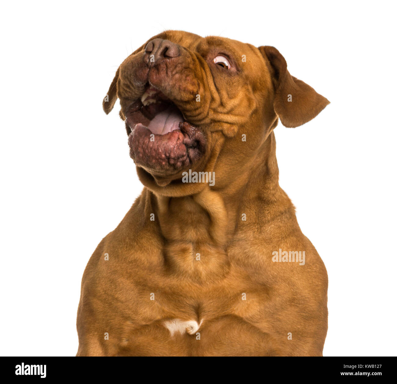 Close-up of a Dogue de Bordeaux making a face, isolated on white Stock Photo