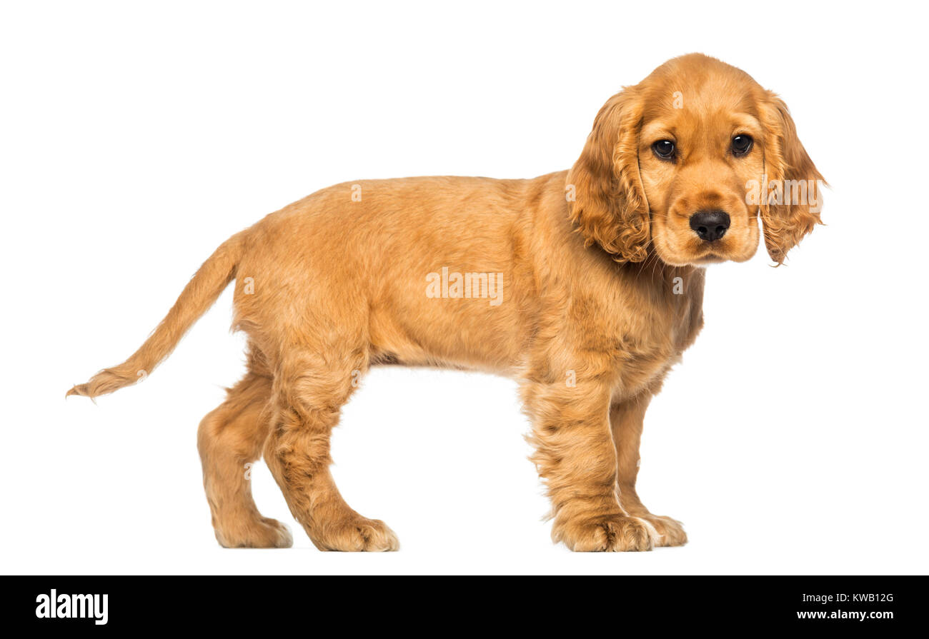 Side view of a Cocker puppy standing, looking at the camera, isolated ...