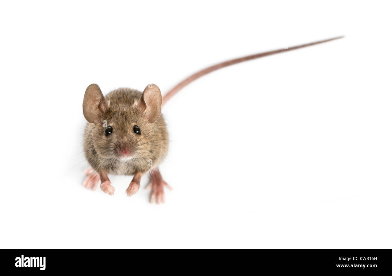 Apodemus speciosus. Как настроить скорость мыши в линукс. Как сделать минимальную задержку мыши. Слово мышка на белом фоне. Ориентация мыши.