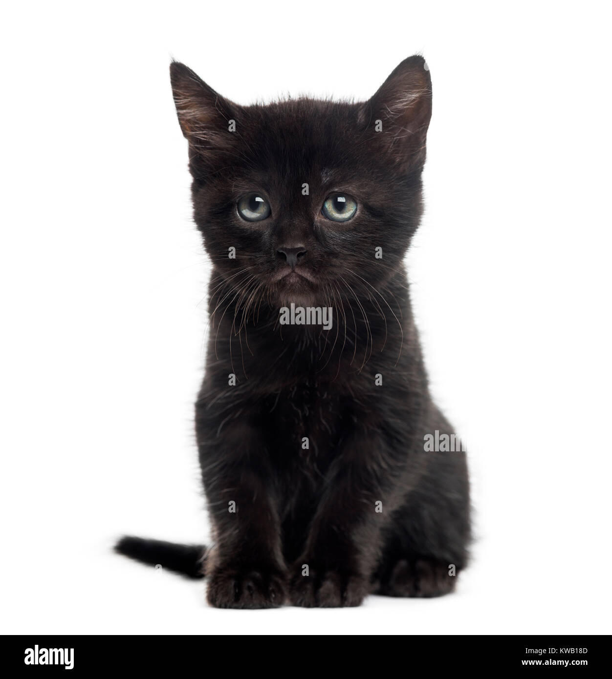 Black kitten in front of a white background Stock Photo - Alamy