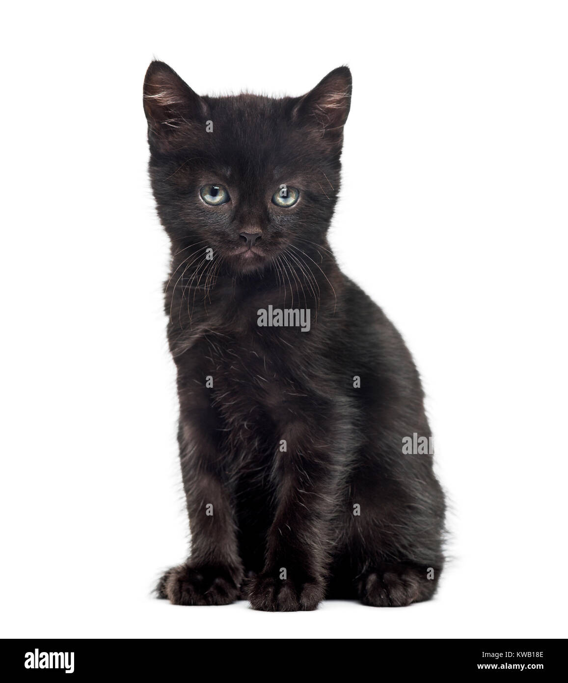 Black kitten in front of a white background Stock Photo - Alamy