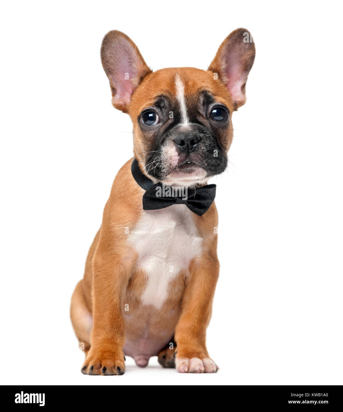 French bulldog puppy wearing a bow tie in front of a white background