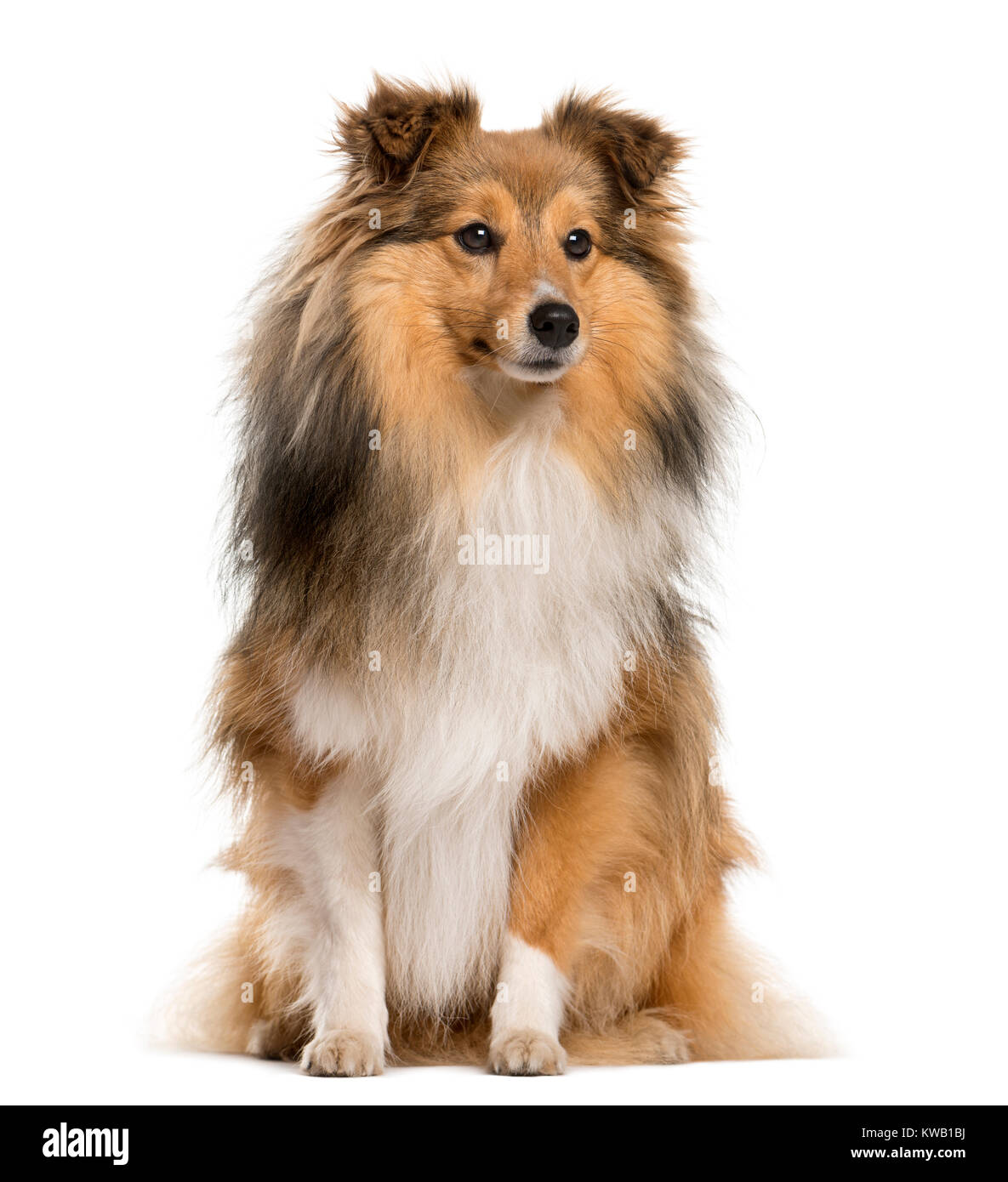 Shetland Sheepdog sitting in front of a white background Stock Photo ...