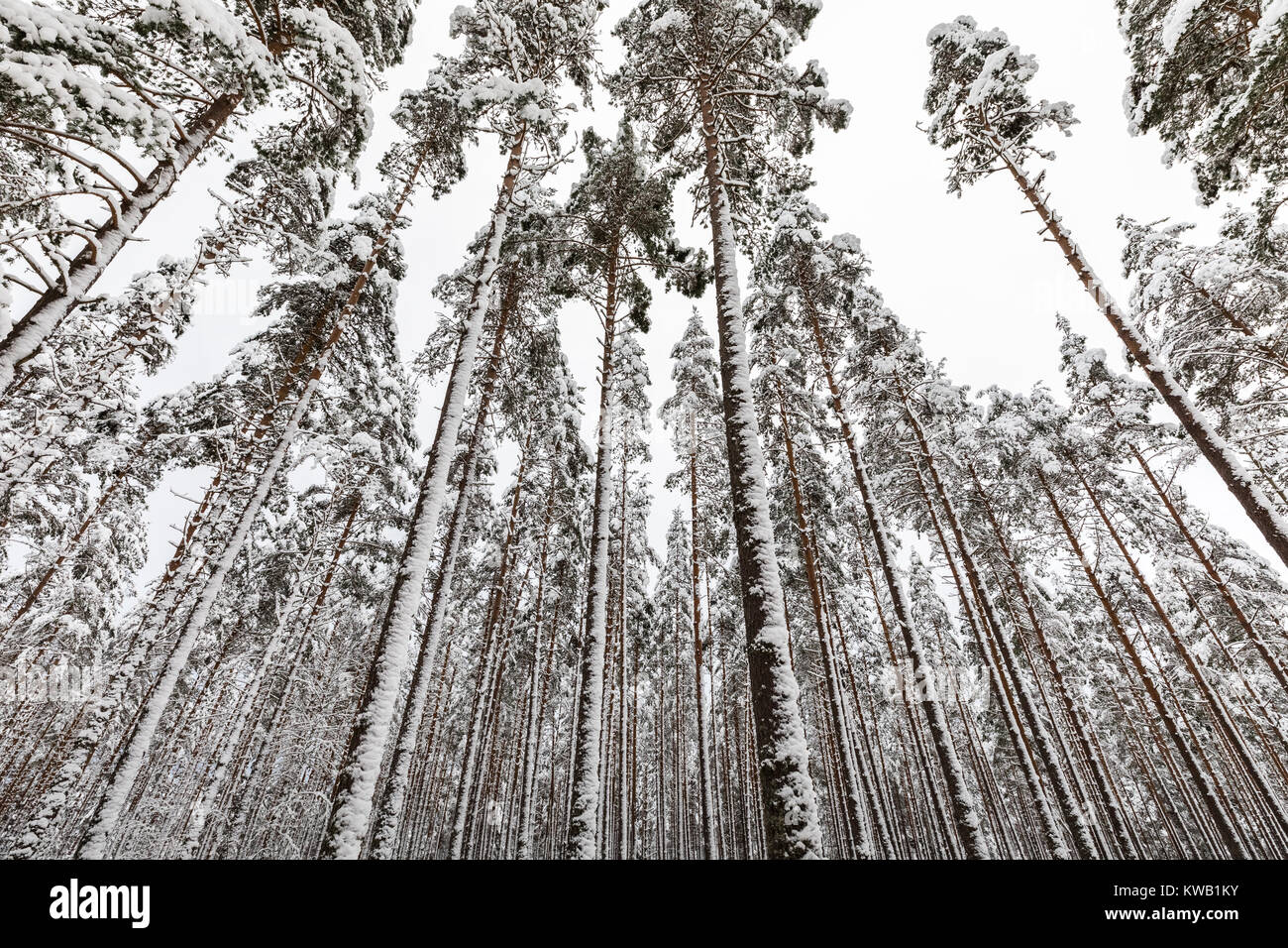 Snow covered Scandinavian pinewood forest with pine tree stems, Pinus ...