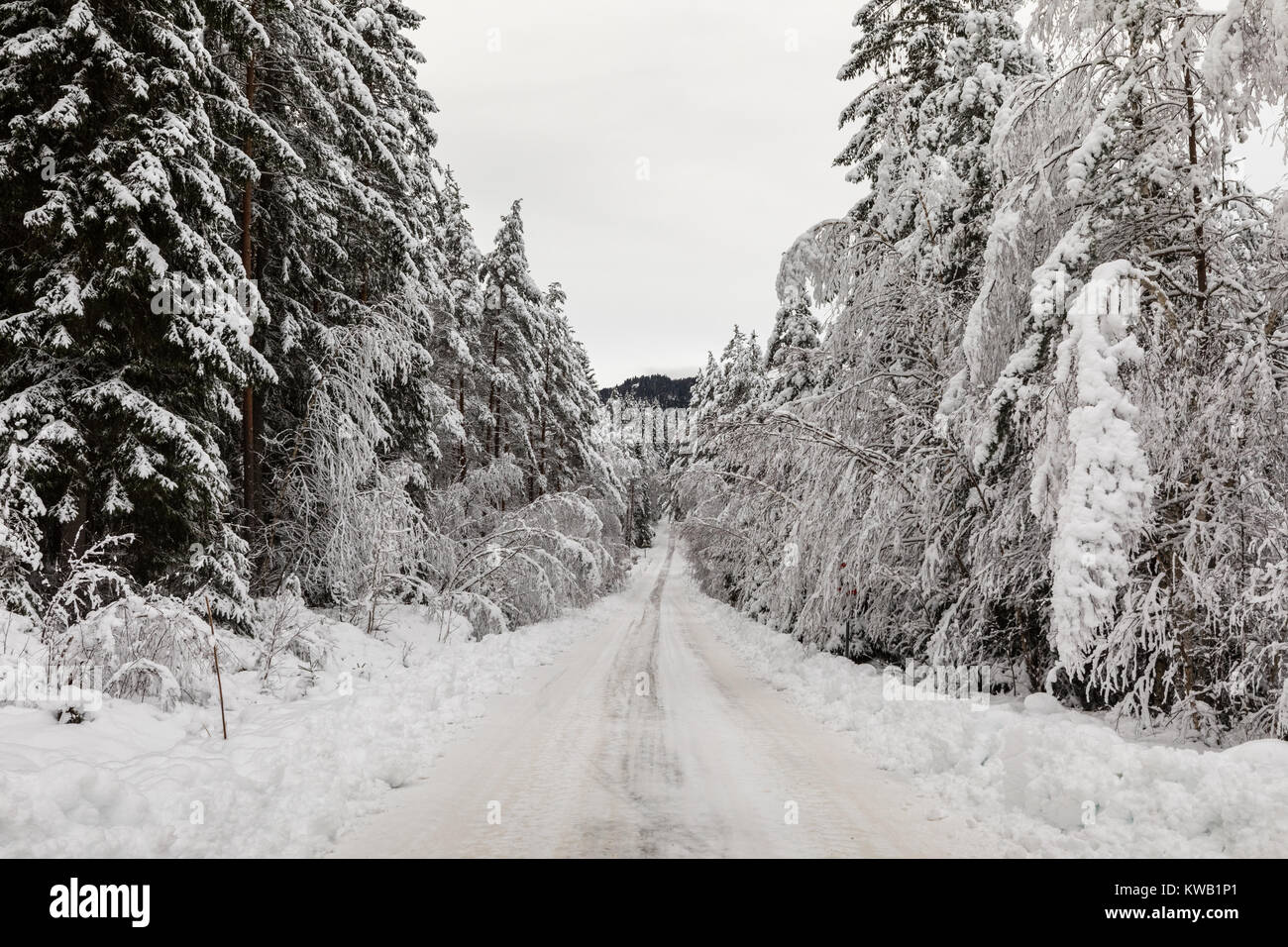 Snow covered road in a Scandinavian pinewood forest with snowy forest ...