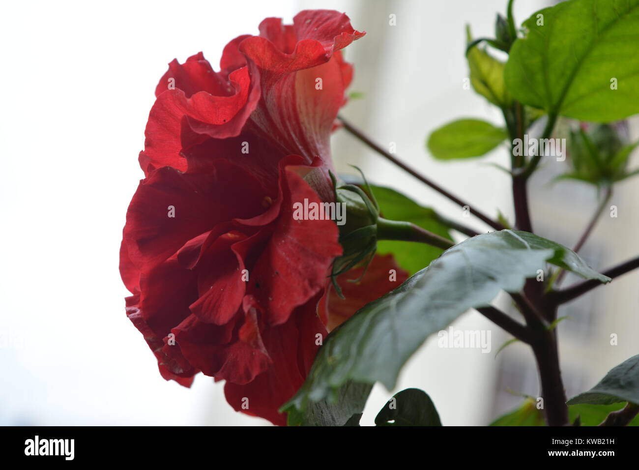 A beautiful rose from a side angle with a white sky background Stock Photo