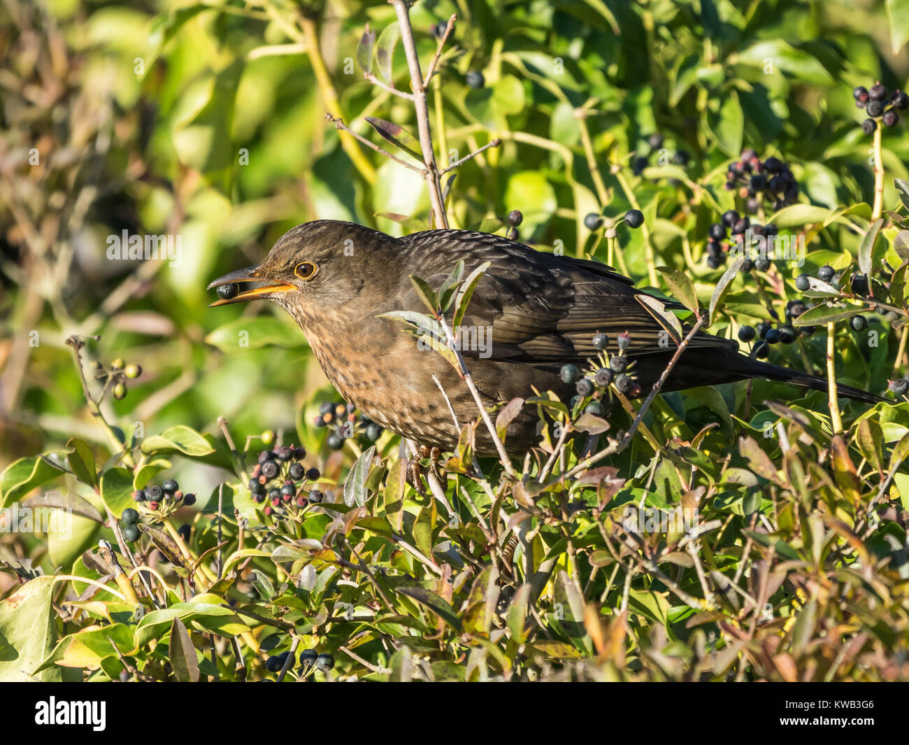 Common Blackbird( Turdus Merula) eating ivy berry Stock Photo
