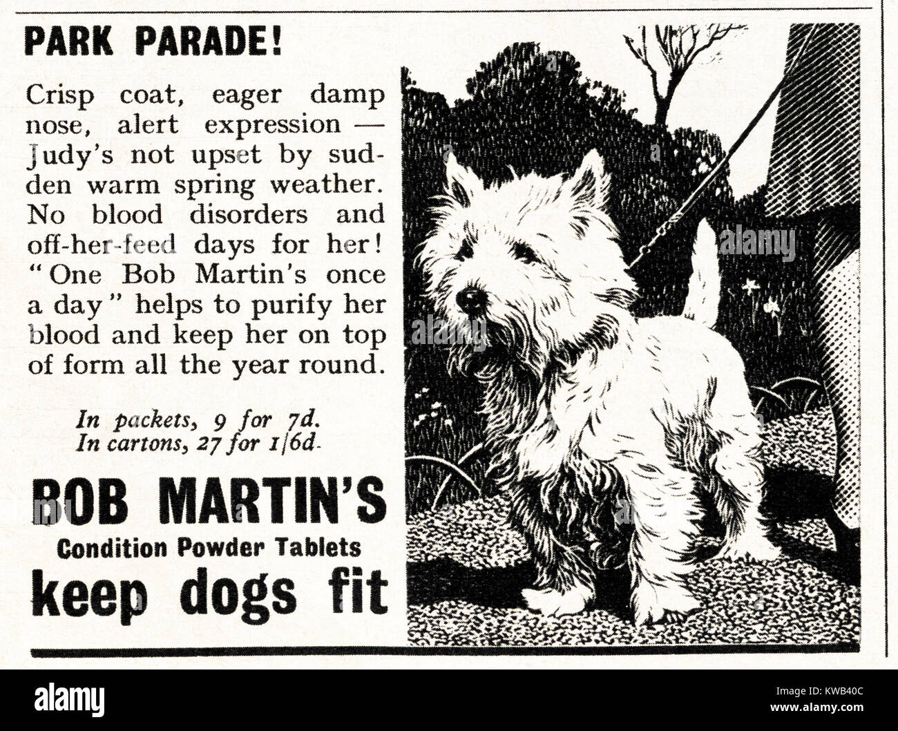 1940s old vintage original advert advertising Bob Martin's condition powder tablets for dogs in magazine circa 1947 when supplies were still restricted under postwar rationing Stock Photo
