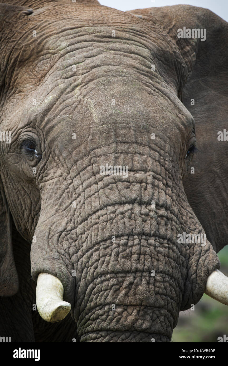 African Bull Elephant Stock Photo