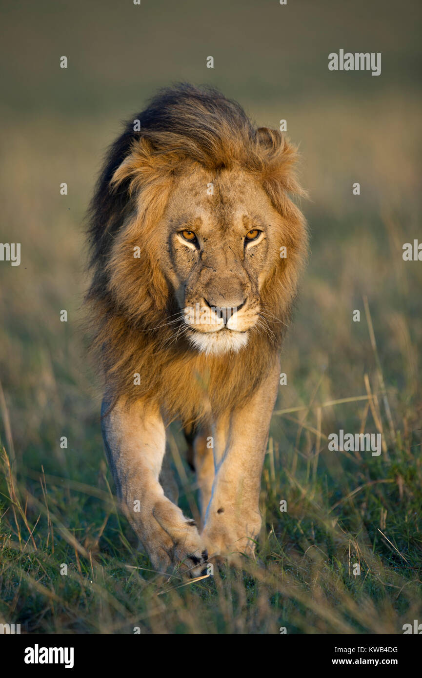 African Lion Stock Photo