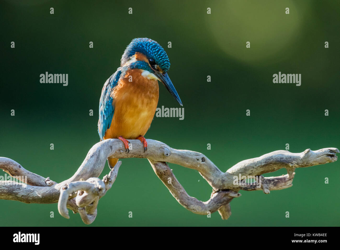 Eurasian Kingfisher Stock Photo