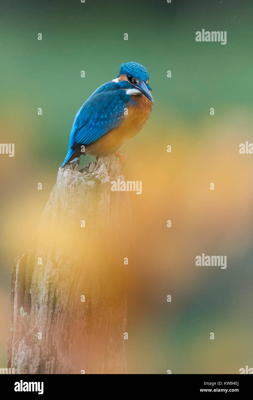 Eurasian Kingfisher Stock Photo