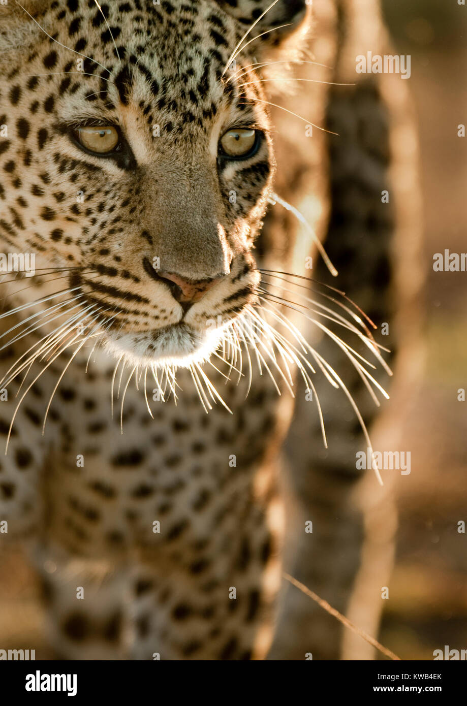 African Leopard Stock Photo