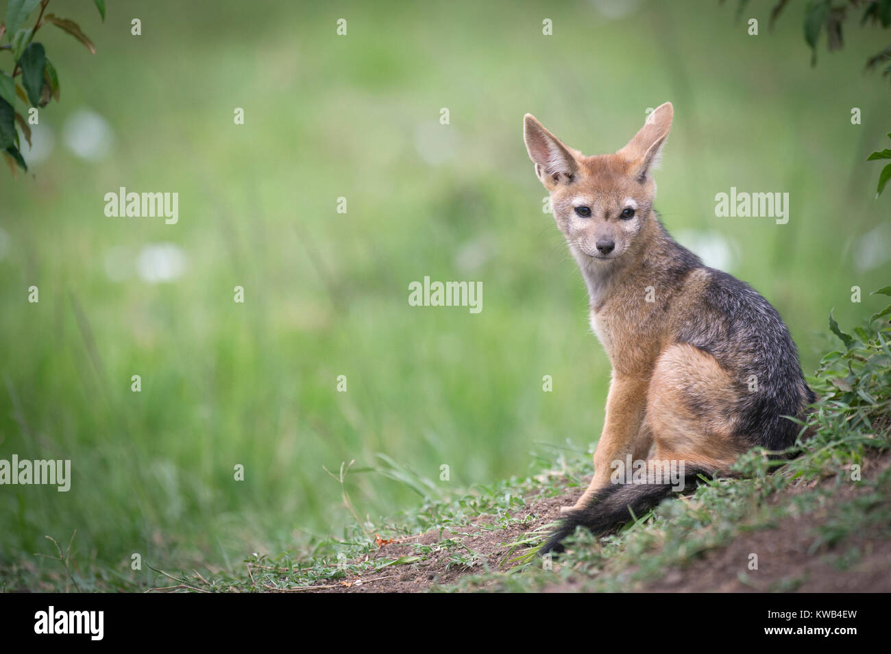 Black-backed Jackal Stock Photo