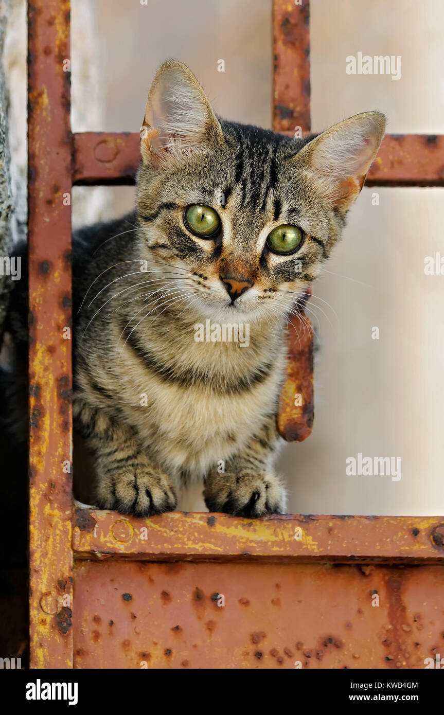 Cute young brown tabby cat kitten is standing curiously on an old rusty iron door, Naxos, island of the Cyclades, Greece. Stock Photo