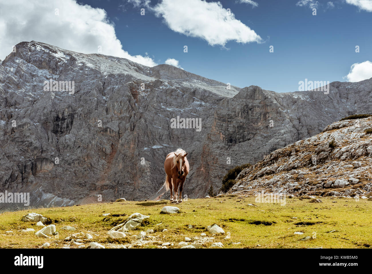 one horse grazing on mountain slope Stock Photo