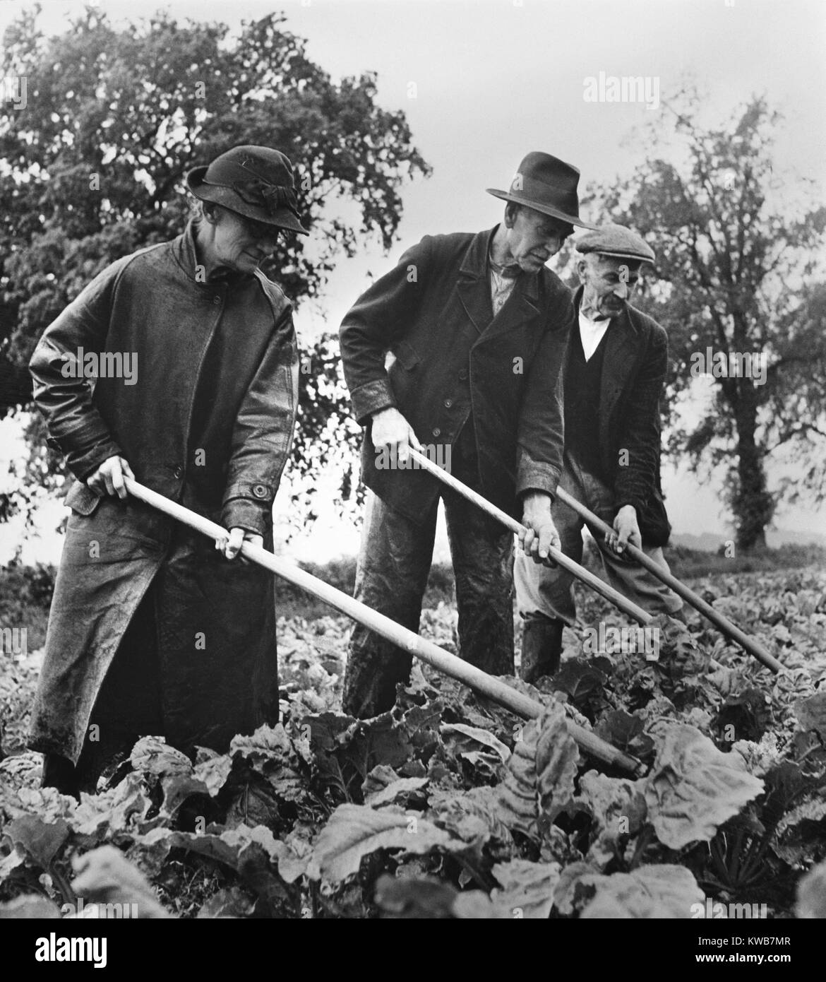 British elders put in a full day at farm work to supply their country with needed food. They hoe their sugar beet crop at Essex, England. April 1943. World War 2. (BSLOC_2014_10_246) Stock Photo