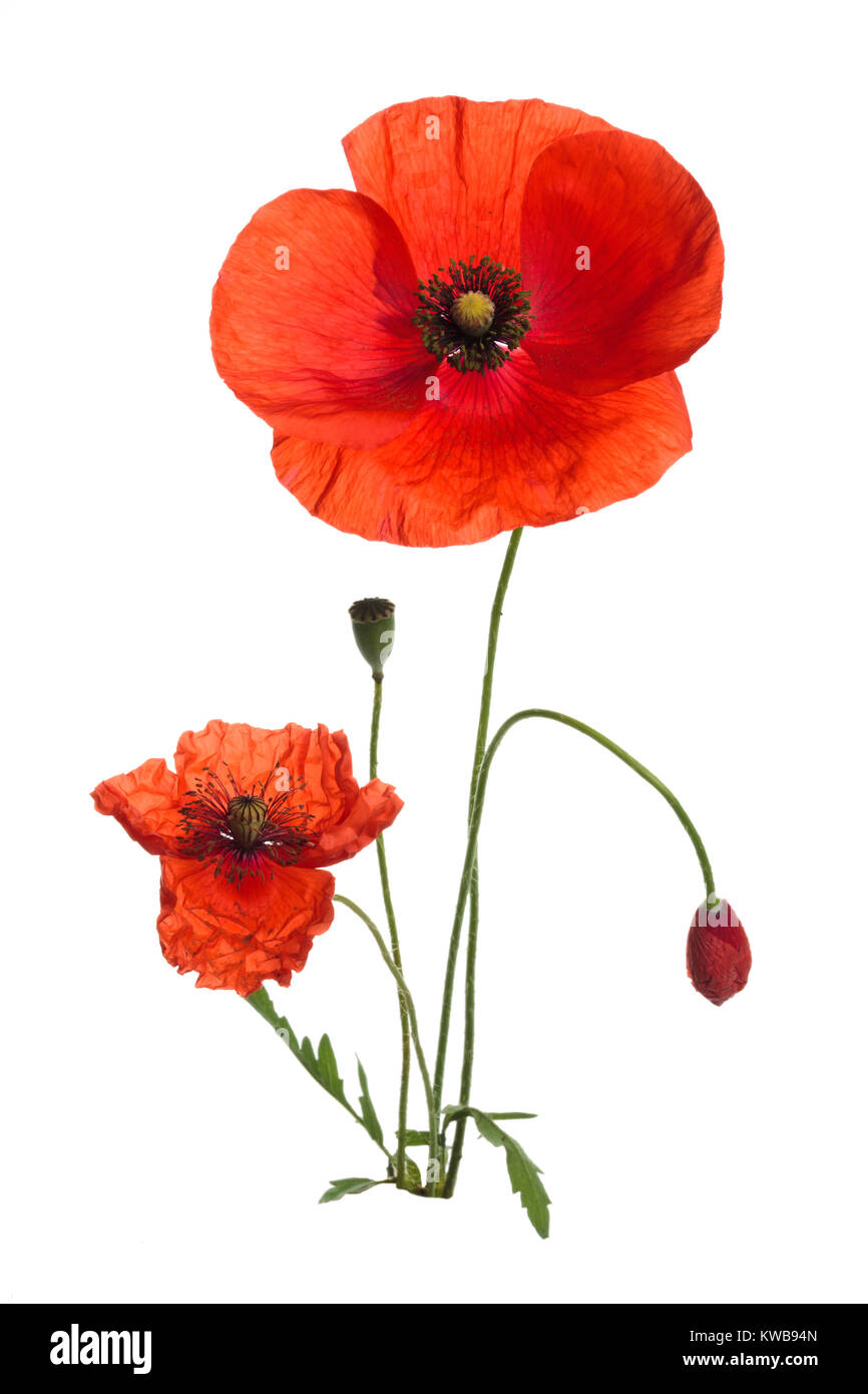 Bouquet of wild red poppies. Isolated on white background Stock Photo ...