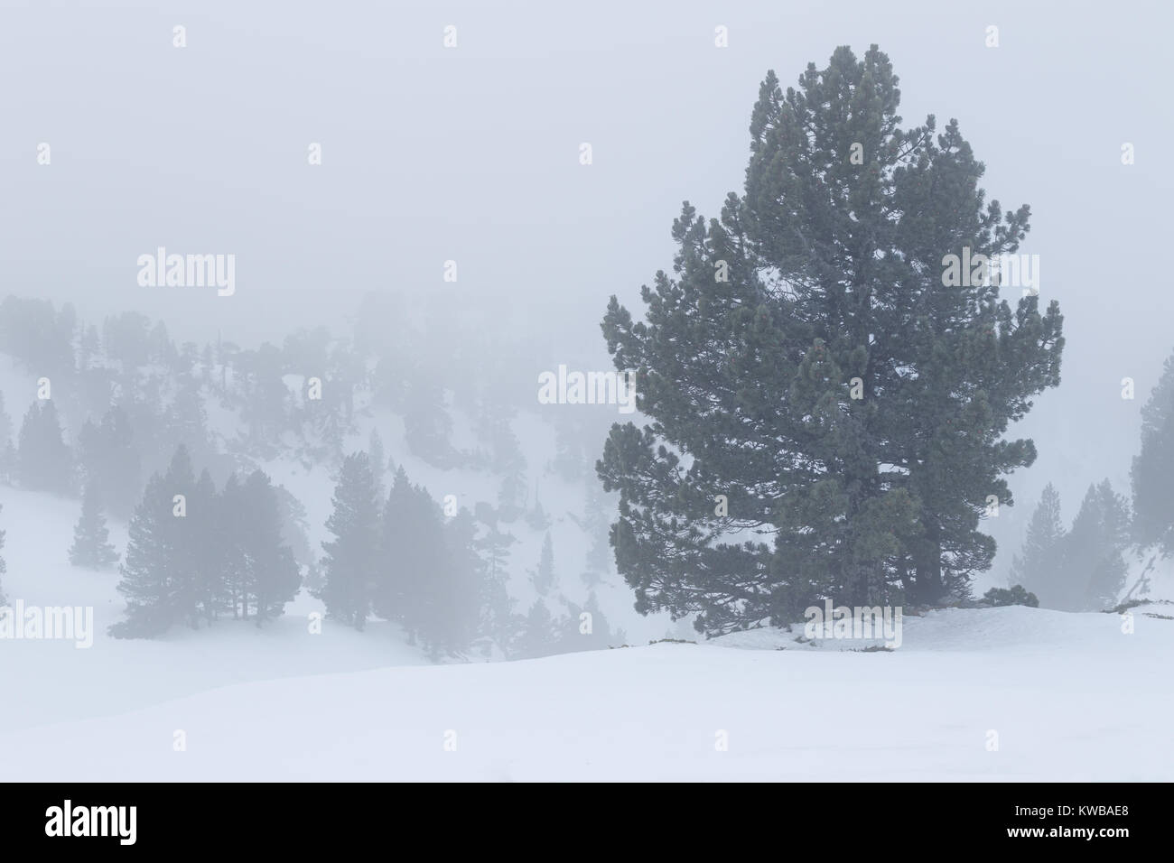 Pine tree in a snowed and foggy landscape,  Larra, Navarra Stock Photo