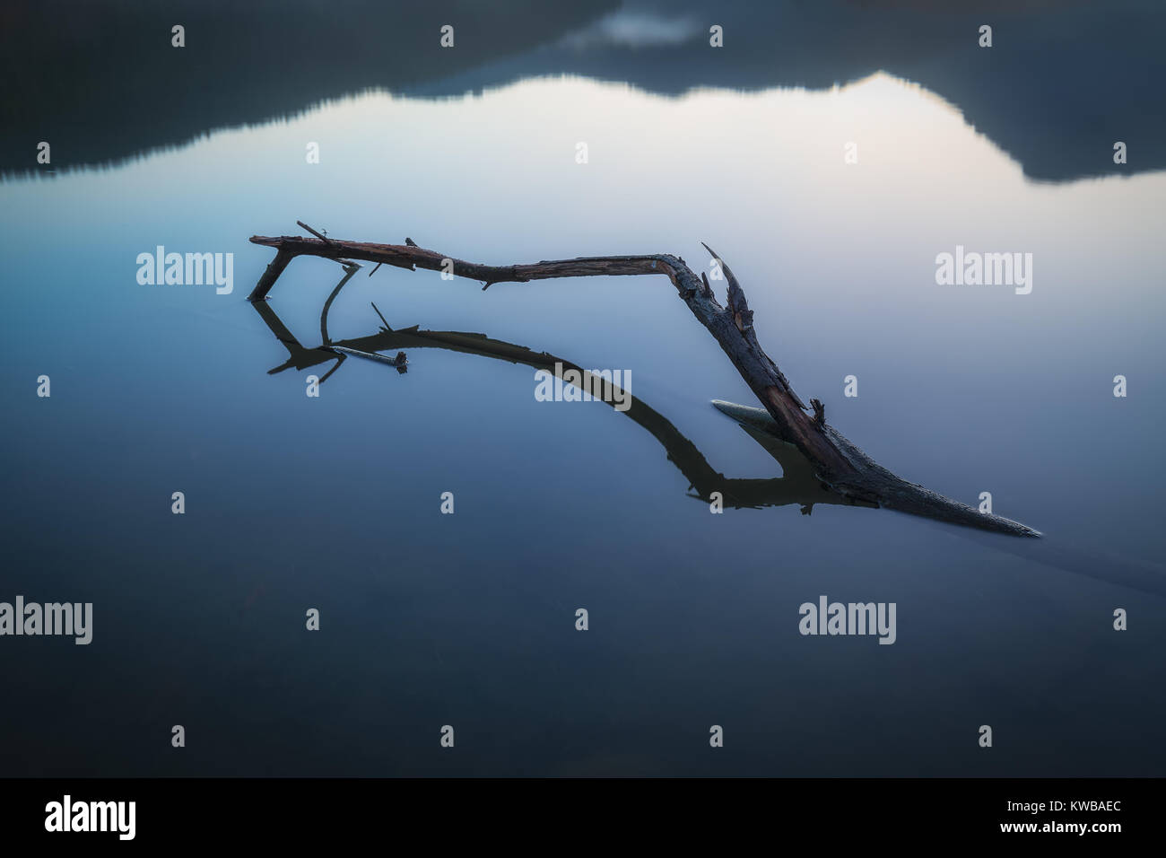 Branch reflection in a lake with calm water Stock Photo