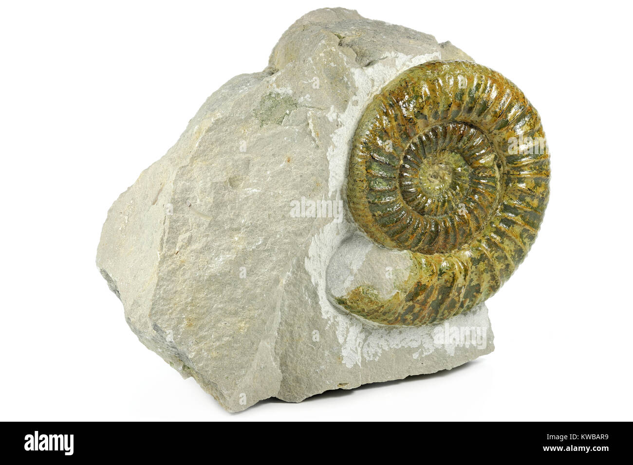 fossil Ataxioceras genuinum ammonite from Upper Palatinate, Germany isolated on white background Stock Photo