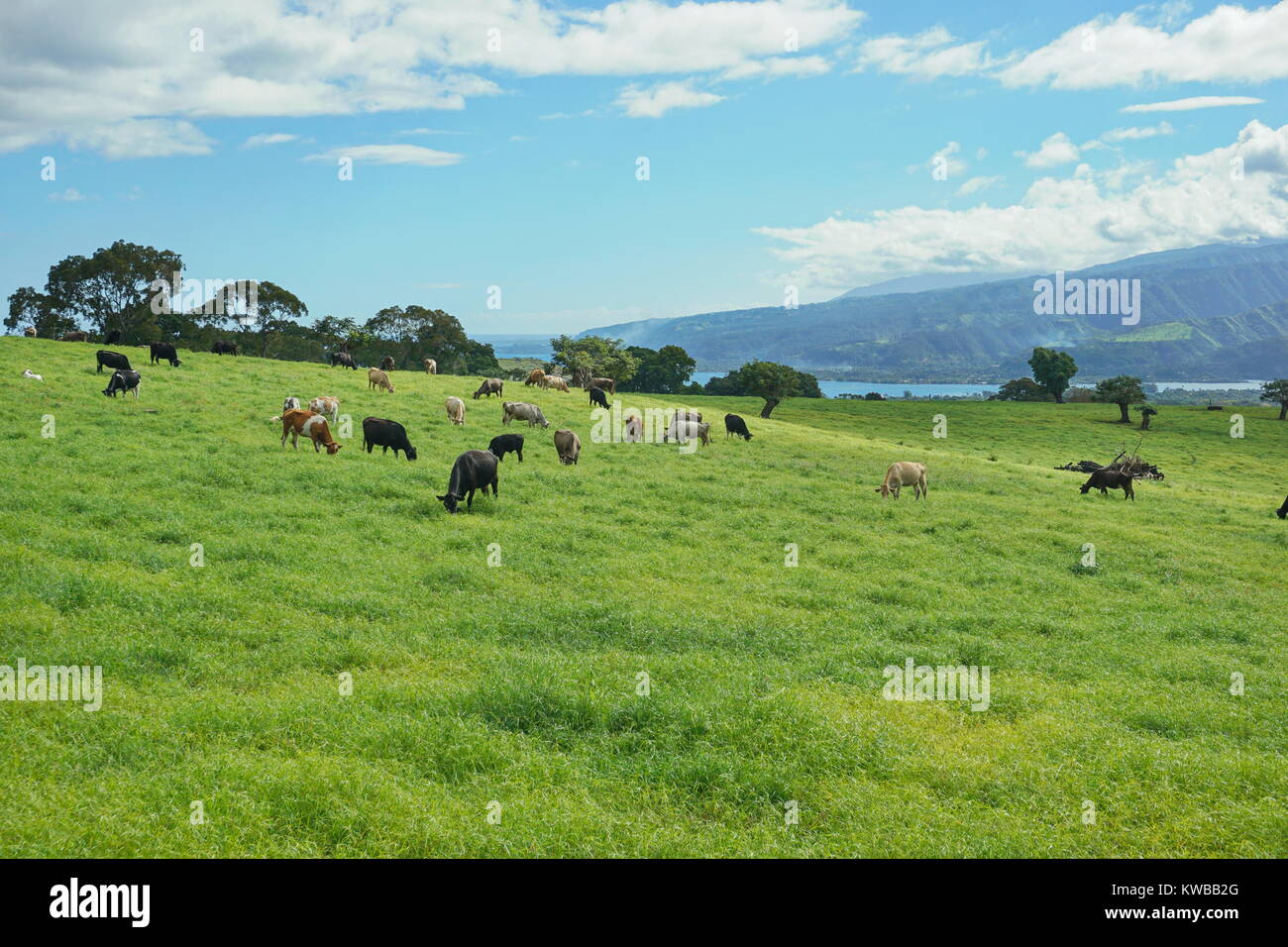 Cows in a grass field on the island of Tahiti, plateau of Taravao, French Polynesia, south Pacific ocean Stock Photo