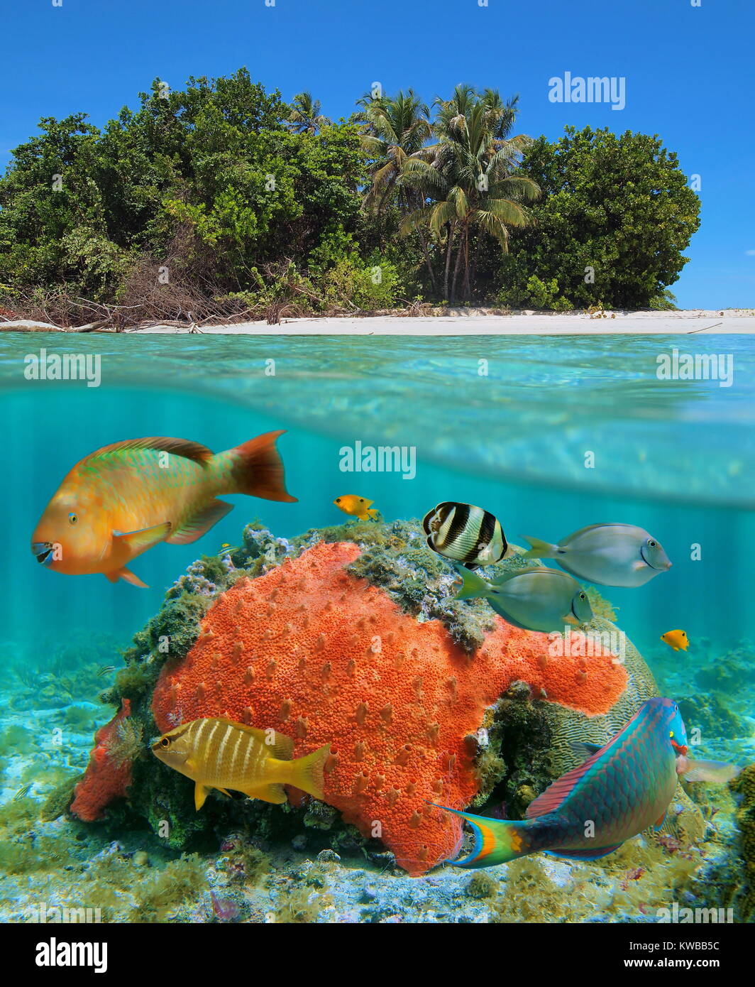 Split view over and under the water near a tropical beach shore with colorful fish and a red encrusting sponge underwater, Caribbean sea Stock Photo