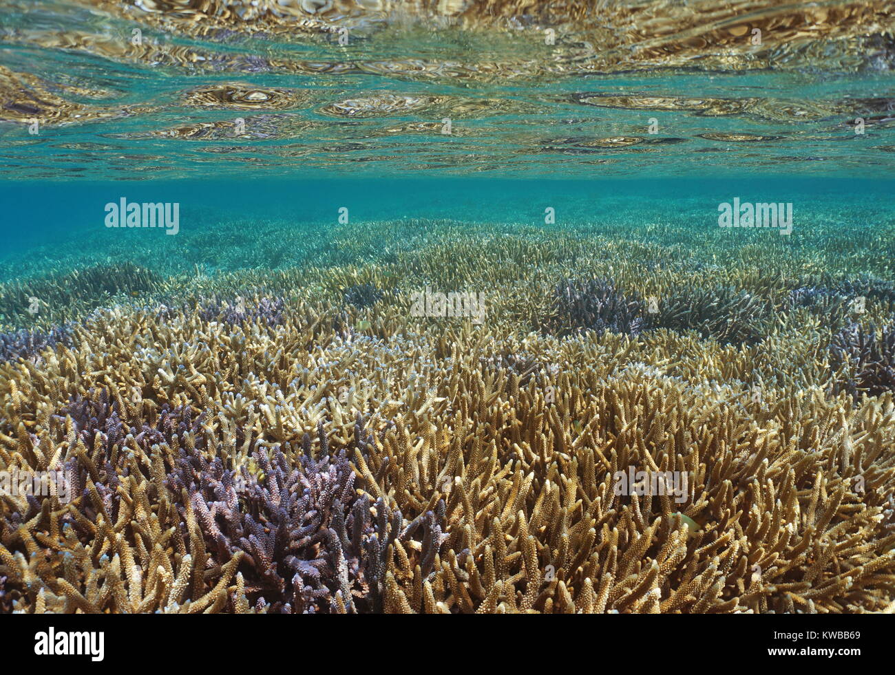 Pacific ocean shallow reef with Acropora staghorn corals under water surface, New Caledonia, Oceania Stock Photo