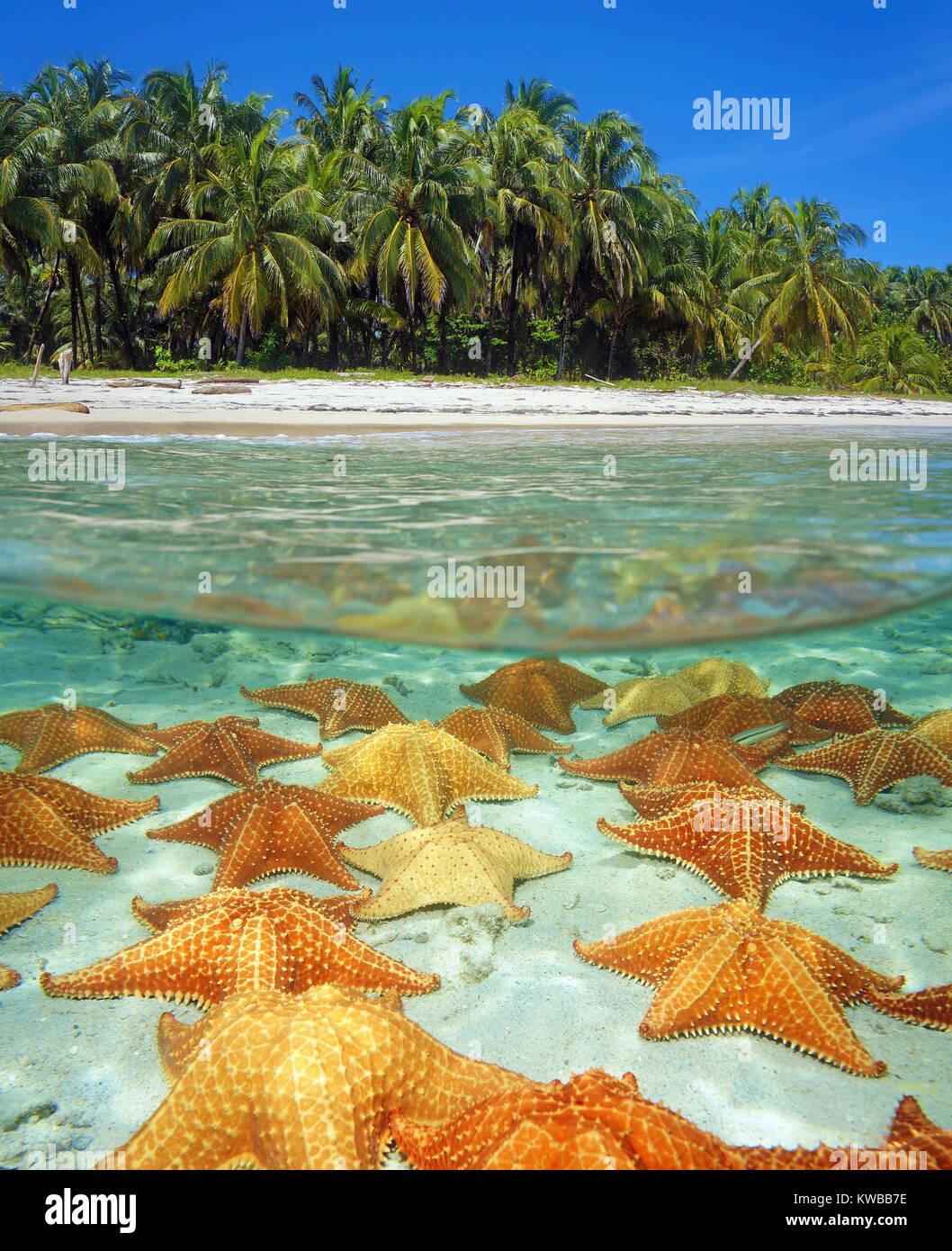 Over and under sea surface near the shore of a tropical beach with coconut trees and many starfishes underwater on a sandy seafloor, Caribbean Stock Photo