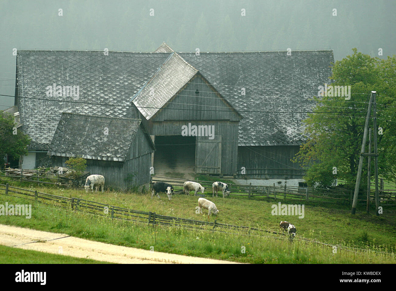 Cows grazing, Austria Stock Photo