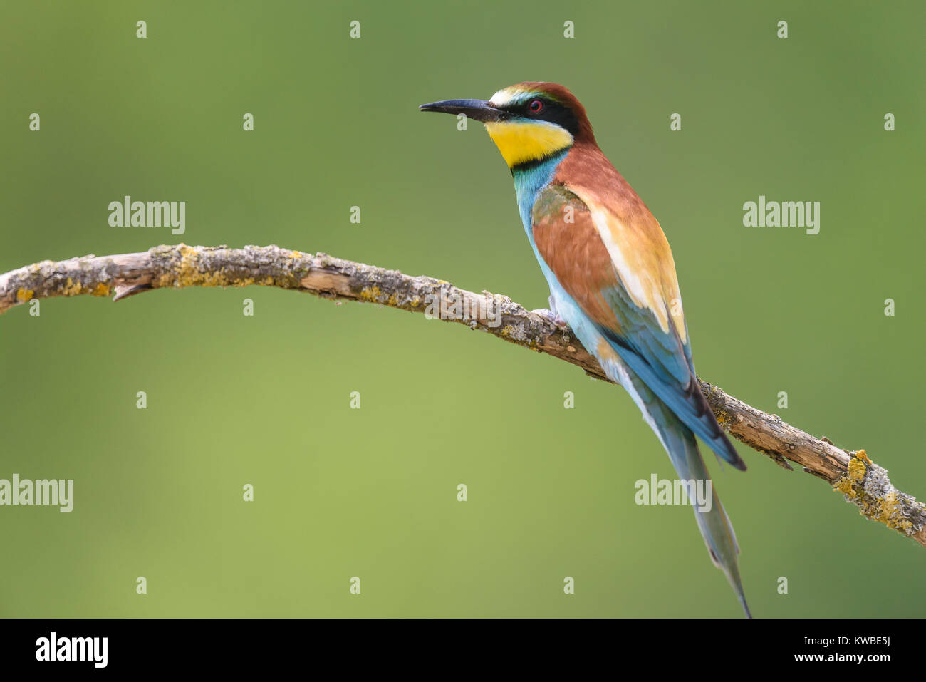 European bee-eater, a small bird of family of coraciformes Stock Photo ...