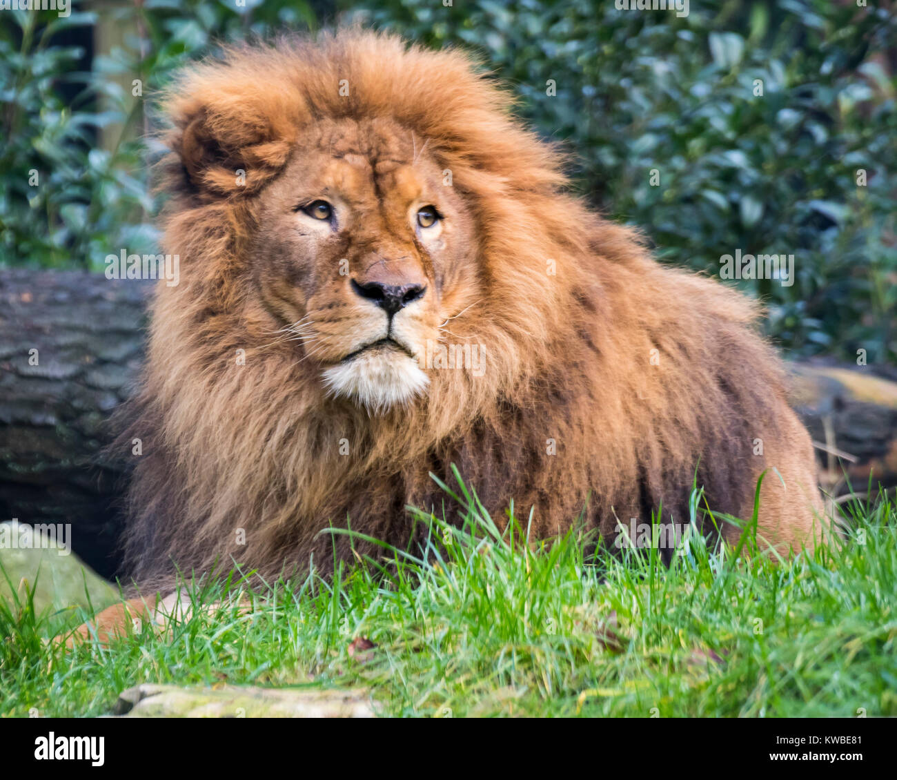 Lion king of the jungle Stock Photo Alamy