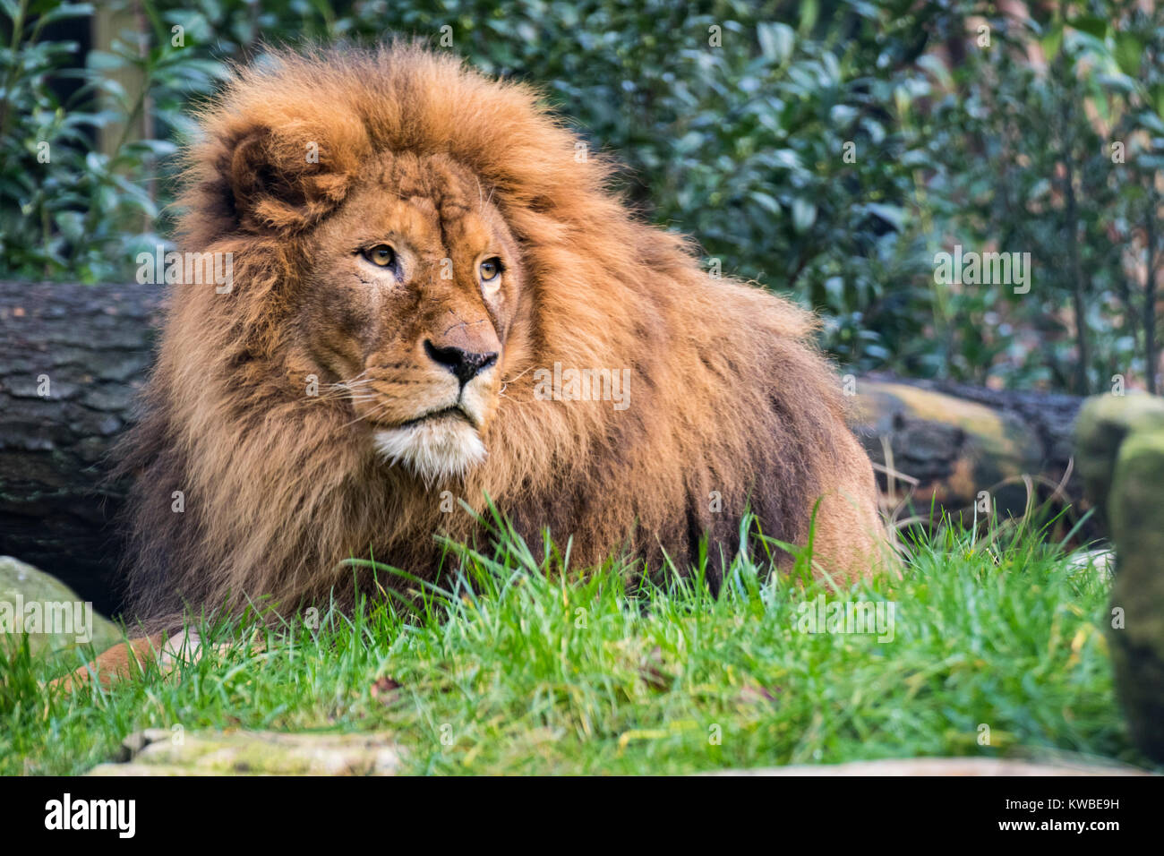 Lion king of the jungle Stock Photo Alamy