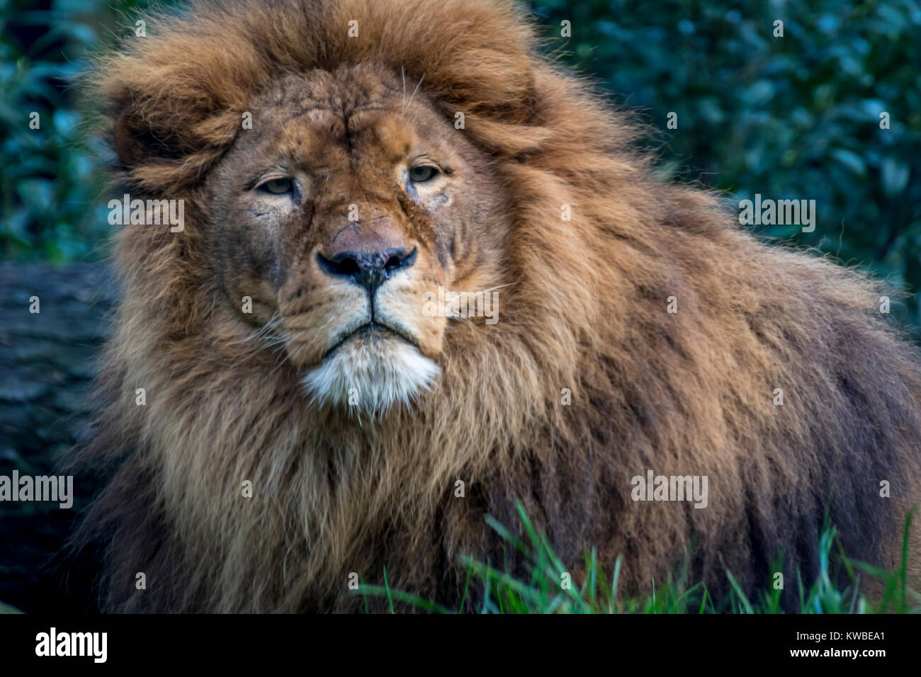 Lion king of the jungle Stock Photo Alamy