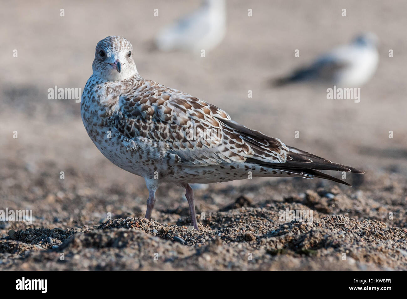 Sea Hum The close up portrait of seagull bird Stock Photo - Alamy