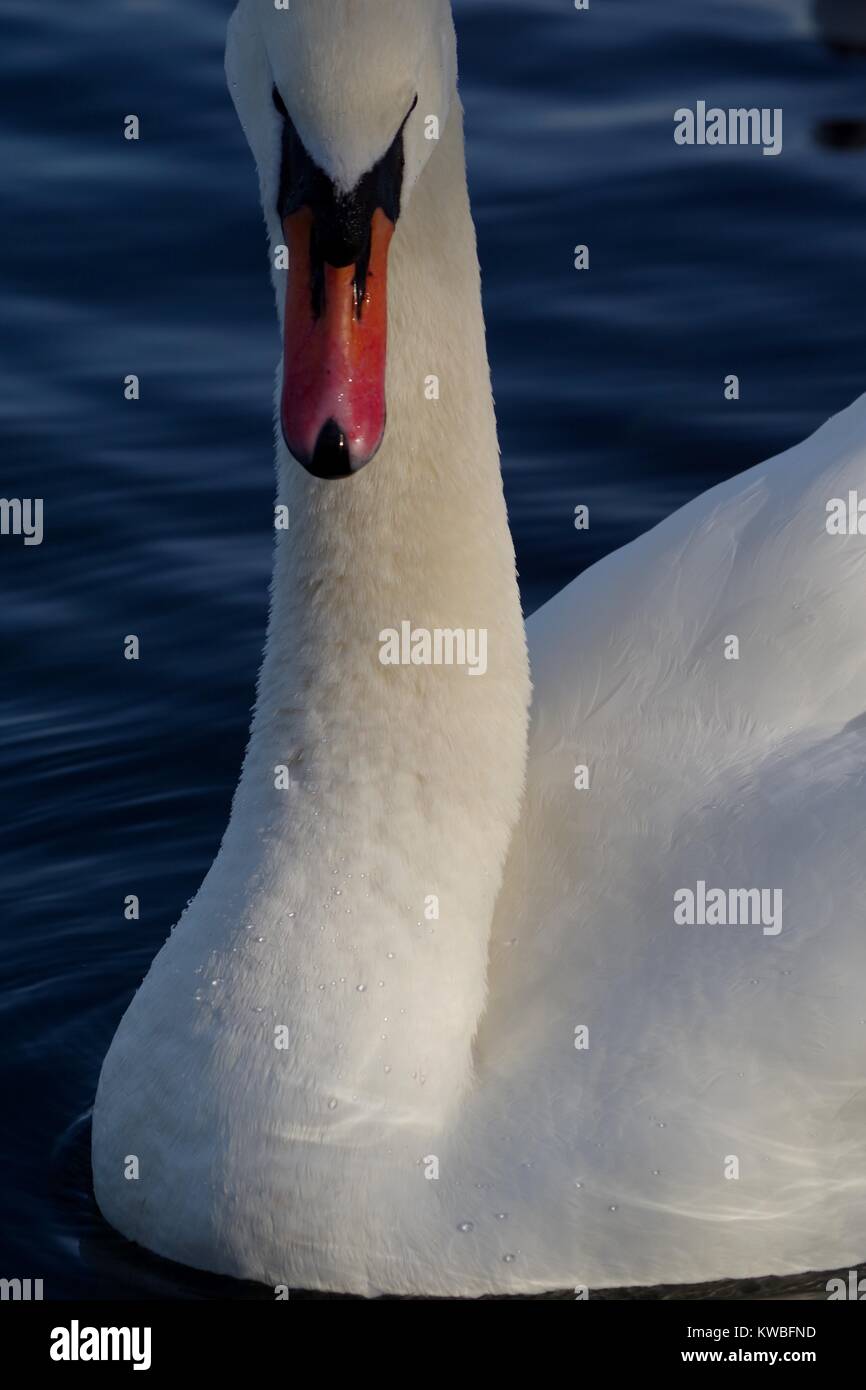Mute Swan (Cygnus olor) on The Serpentine, Hyde Park, London, UK