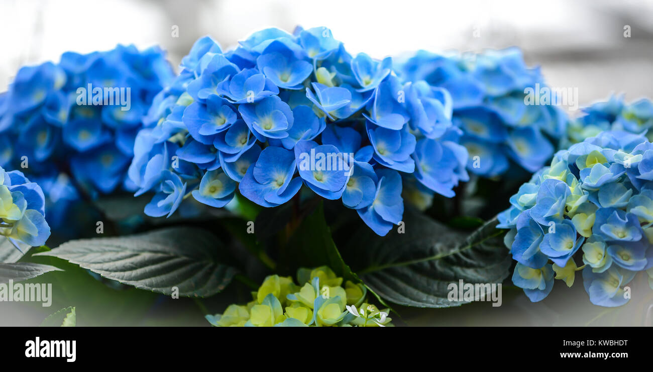 background of blue hydrangea. horizontal with room for copy. intentional out of focus background.  periwinkle with yellow centers and green leaves. Stock Photo