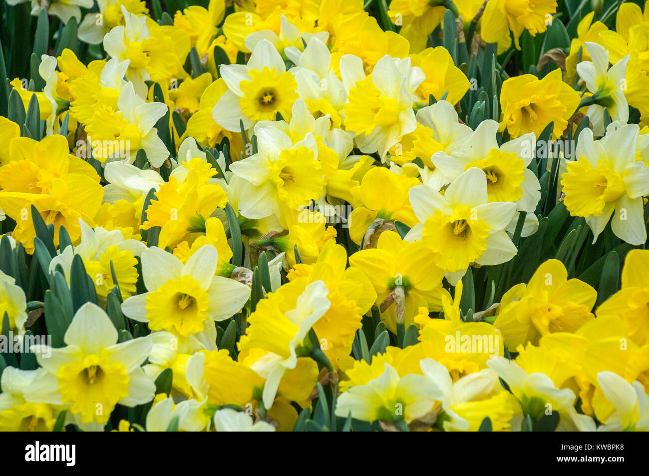 Colorful flowers grow in Keukenhof Garden in the Netherlands Stock