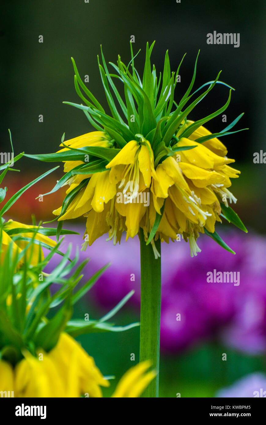 Colorful flowers grow in Keukenhof Garden in the Netherlands Stock