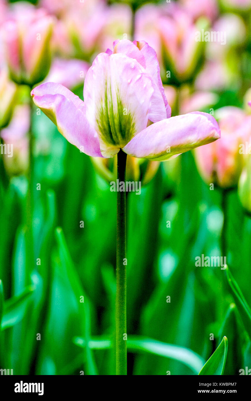 Colorful flowers grow in Keukenhof Garden in the Netherlands Stock