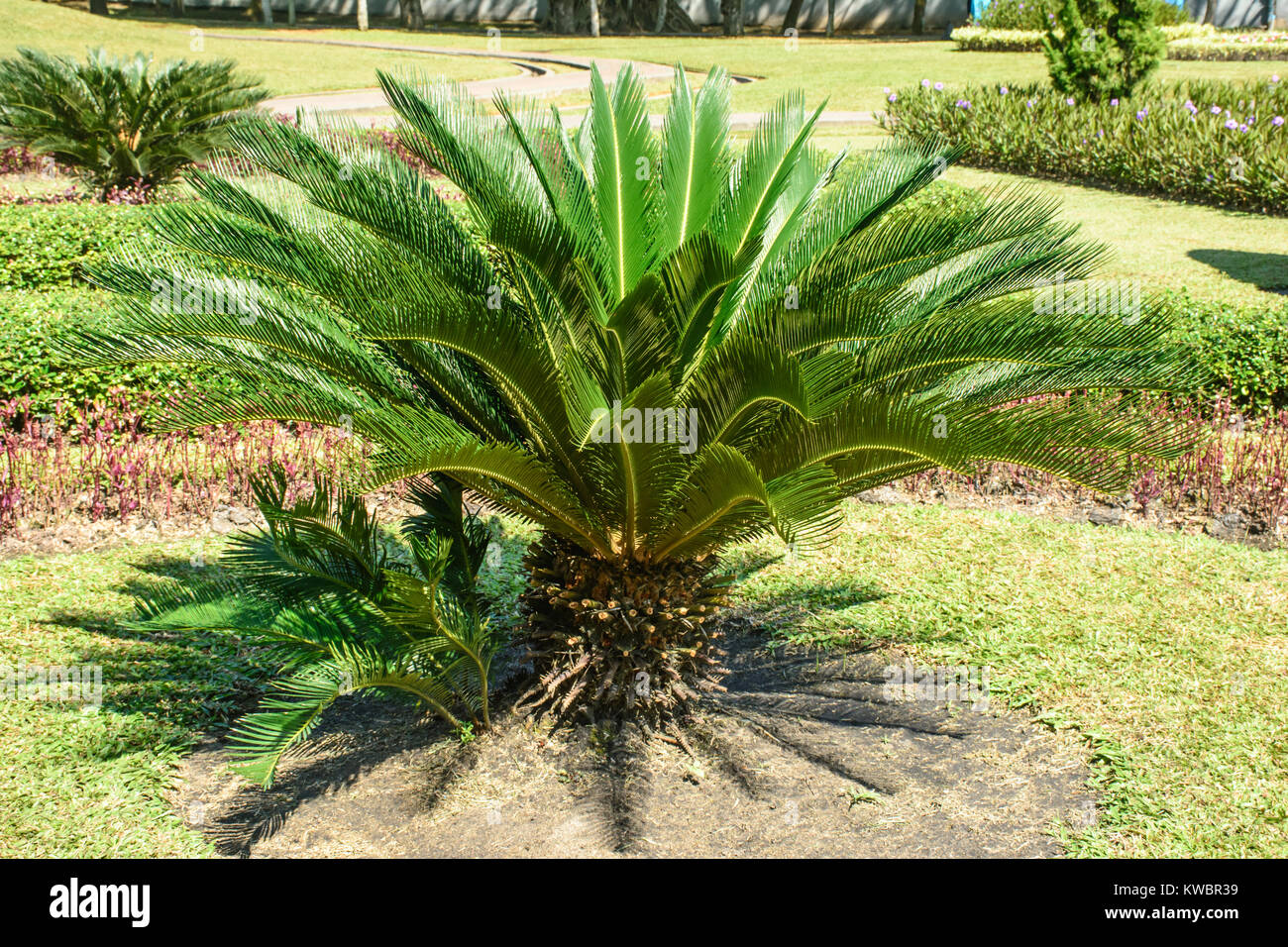 photo of small sago palm Stock Photo